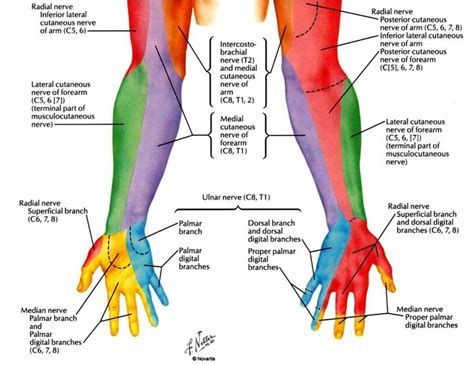 radial nerve google fisioterapia