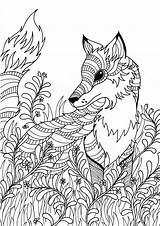 Eckersleys Au Fox Adult Colouring sketch template