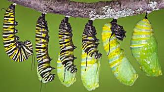 caterpillar turns   butterfly youtube