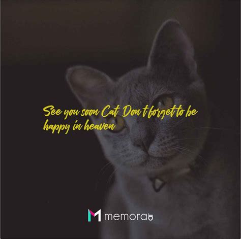 Great Quotes About Dead Cats Archives Memora Id