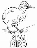 Kiwi Bird Coloring Pages Print sketch template