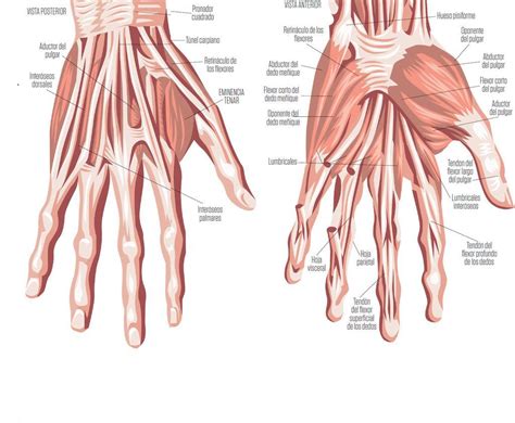 musculos de la mano asi somos el cuerpo humano everand