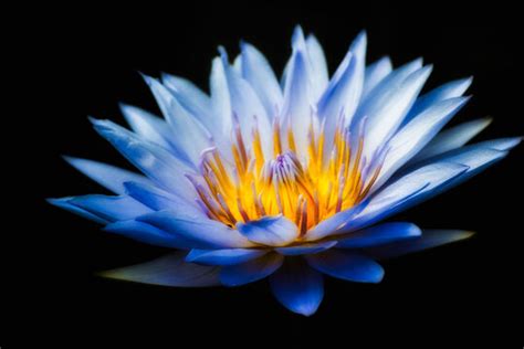 blue water lilies images stock  vectors adobe stock