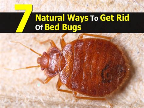 7 Natural Ways To Get Rid Of Bed Bugs