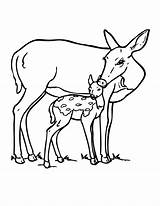 Deer Coloring Pages Fawn Baby Printable Colouring Kids Clipart Fawns Doe Color Drawing Print Hmcoloringpages Animals Boyama Geyik Getdrawings Popular sketch template