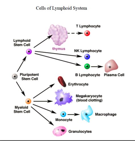 Lymphatic System Flashcards Quizlet