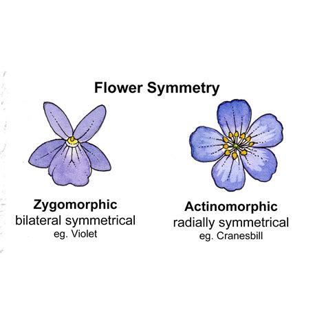 flower shape terminology labelled diagram  lizzie harper botanical