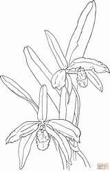 Orchid Cattleya Coloring Drawing Pages Sophronitis Perrin Supercoloring Orquídea Kaynak Getdrawings sketch template