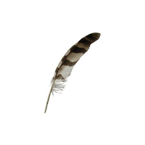 eagle feather eagle feathers eagle feather