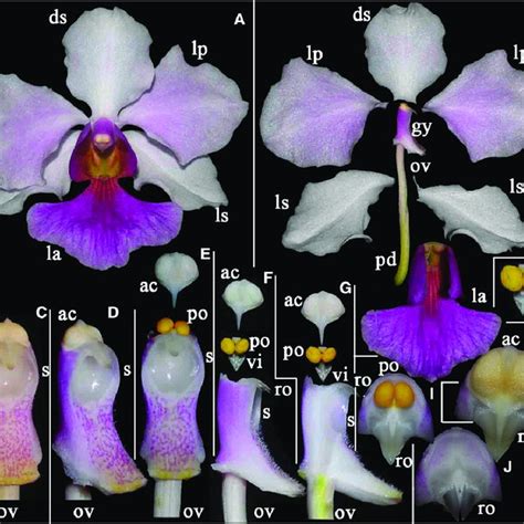 orchid fl ower structure using vanda miss joaquim a