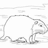 Nutria Designlooter Coypu sketch template