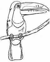 Toucan Tukan Ausmalbilder Bird Keel Billed Ausmalbild Supercoloring Toucans Kostenlos Ausdrucken sketch template