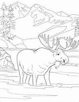 Moose Alce Parques Yellowstone Naturales Supercoloring Denali sketch template