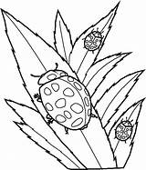 Ladybird sketch template