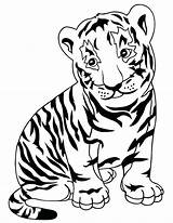 Tiger Coloring Pages Cub Tigers Tooth Realistic Face Saber Drawing Baby Animals Kids Print Printable Lions Cute Animal Strong Lion sketch template