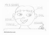 Senses Preschoolers Worksheet Worksheets Coloringhome sketch template
