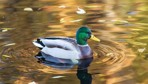 How To Tell The Difference Between Male And Female Ducks