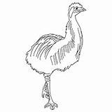 Emu Coloring 230px 89kb sketch template