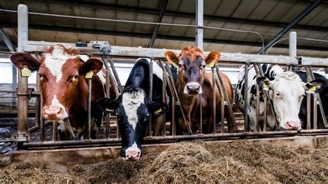 de veehouderij  nederland  ziek  heeft op zijn minst een groot moreel probleem de volkskrant