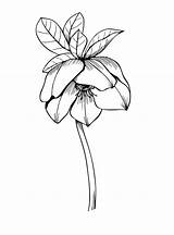 Hellebore sketch template