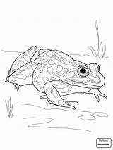 Frog Coloring Pages Leopard Printable Realistic Frogs Drawing Dart Nothern Poison Salamander Amphibian Getdrawings Color Spotted Getcolorings Dot Pleasurable Print sketch template