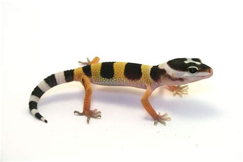 Missing Russia S Sex Geckos Perilously Lost In Outer Space
