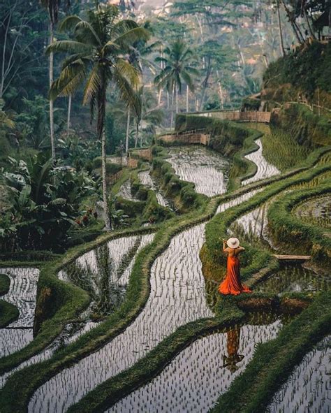 Tegalalang Rice Terrace How To Make The Most Out Of This Place Miss