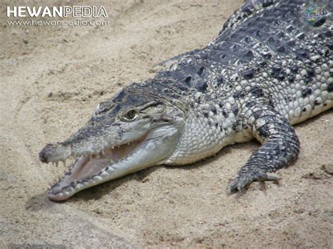 buaya irian crocodylus novaeguineae hewanpedia