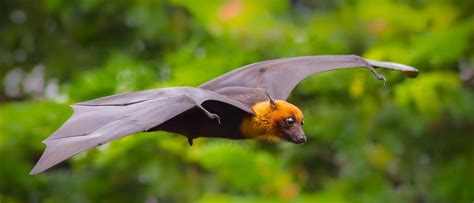 fruit bat animal facts   animals