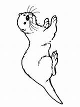Otter Sea Coloring Drawing Drawings Pages Kids Simple Line Template Animal Templates Baby Otters Printable Sketches Getdrawings Animals Board Choose sketch template