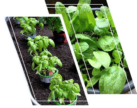 grow spinach  pots ecogardener