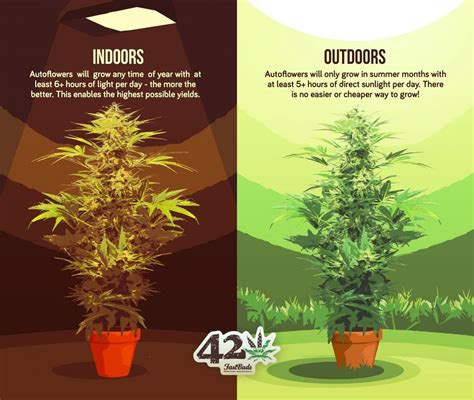 autoflowering cannabis  fast buds primer fast buds