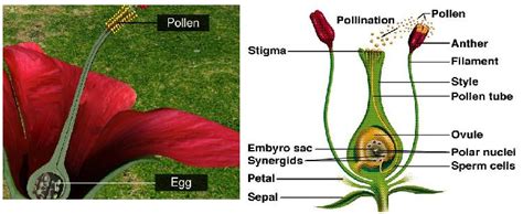 Sexual Reproduction In Angiosperms How Do Organisms Reproduce Science