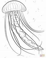 Jellyfish Coloring Pages Jelly Fish Printable Sea Animals Ocean Drawing Supercoloring Kids Color Colouring Animal Clip Drawings Choose Board Clipart sketch template