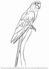 Macaw Throated Arara Parrot Animais Parrots Drawingtutorials101 sketch template