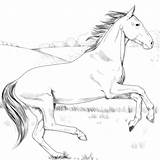 Stampare Disegno Cavalli Cavallo sketch template