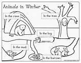 Hibernation Animals Winter Hibernating Printable Worksheets Preschool Hibernate Activities Coloring Kindergarten Animal Printables Book Pages Coloriage Animaux Theme Qui Worksheet sketch template