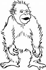 Orang Utan Orangutan Ausmalbilder Supercoloring Utans Affen sketch template