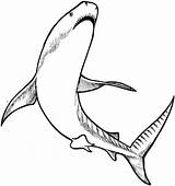 Shark Coloring Tiger sketch template