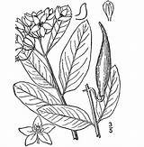 Milkweed Asclepias Virdis sketch template