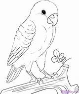 Draw Drawing Lovebird Birds Peach Coloring Parrot Faced Animal Bird Drawings Tuts Simple Step Baby Drawn Face Pages Sketch Pencil sketch template