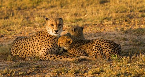 The Female Cheetah And Cubs Londolozi Blog
