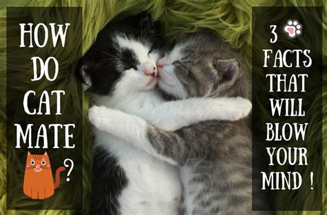 How Do Cats Mate 3 Facts That Will Blow Your Mind Tinpaw