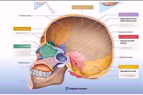 cranial cavity definition anatomy anatomy diagram book sexiz pix