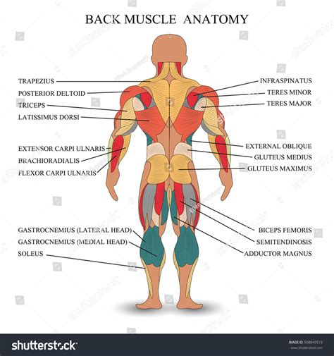 stock vektor anatomy human muscles  template medical bez autorskych poplatku