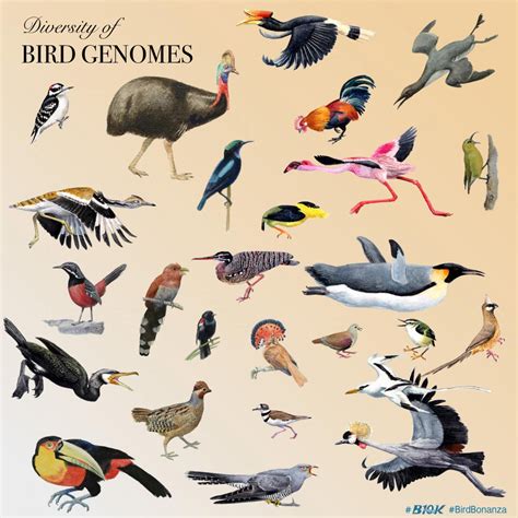 researchers sequence genomes   bird species genetics sci newscom