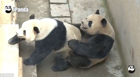 horny panda demolishes own sex record—but with a different partner