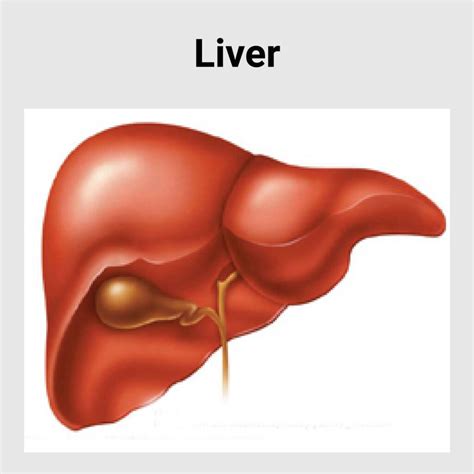 liver disease  gastroenterology hospital  india