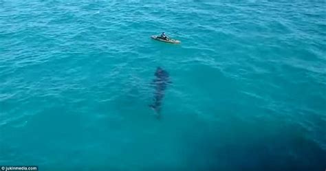 huge shark swims just feet away from panama city beach kayaker daily mail online