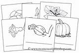 Pumpkin Life Cycle Montessoriprintshop Shop sketch template